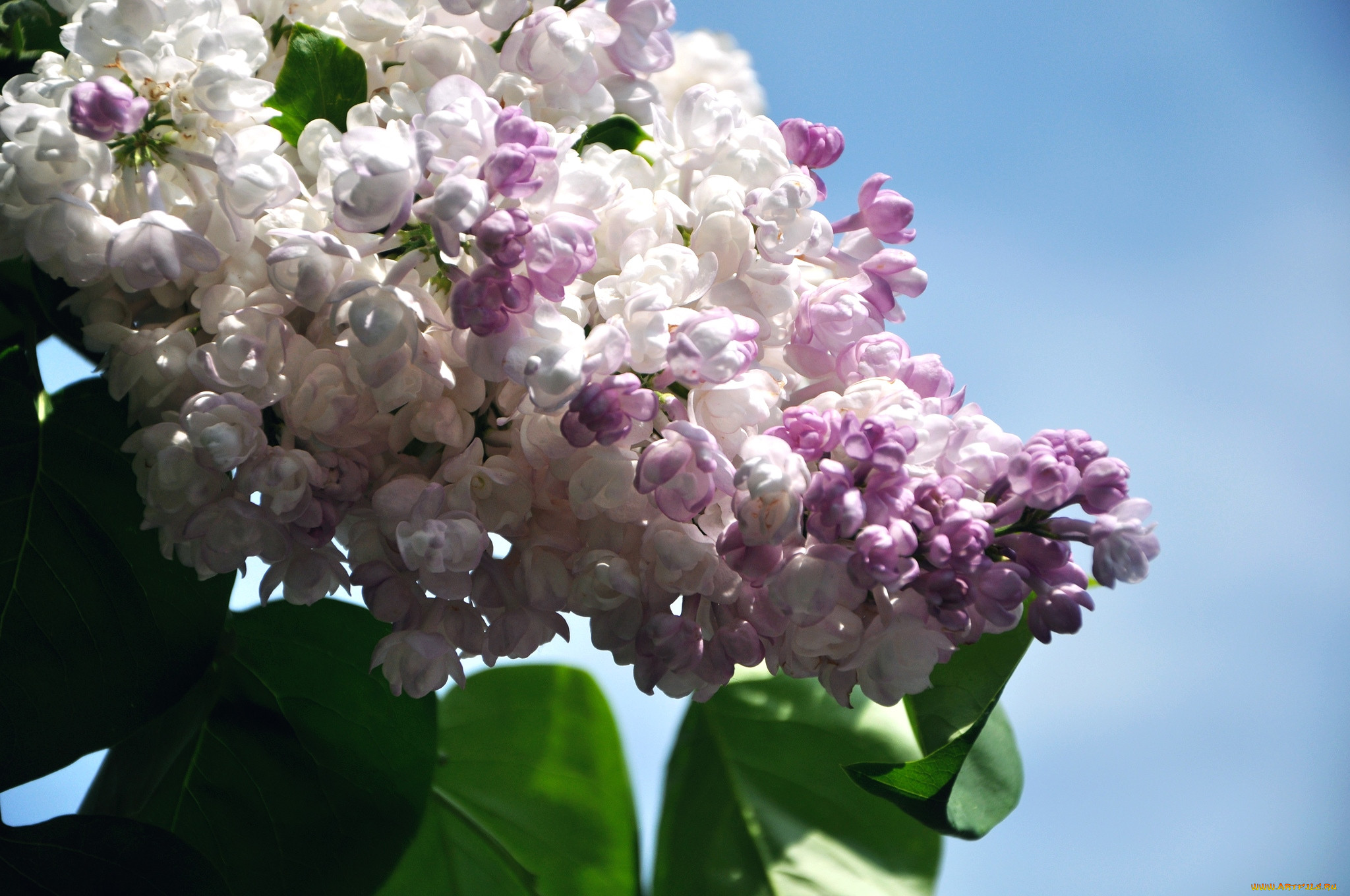 Blossom волгоград. Сирень красавица Москвы. Сирень обыкновенная куст. Сирень гималайская.